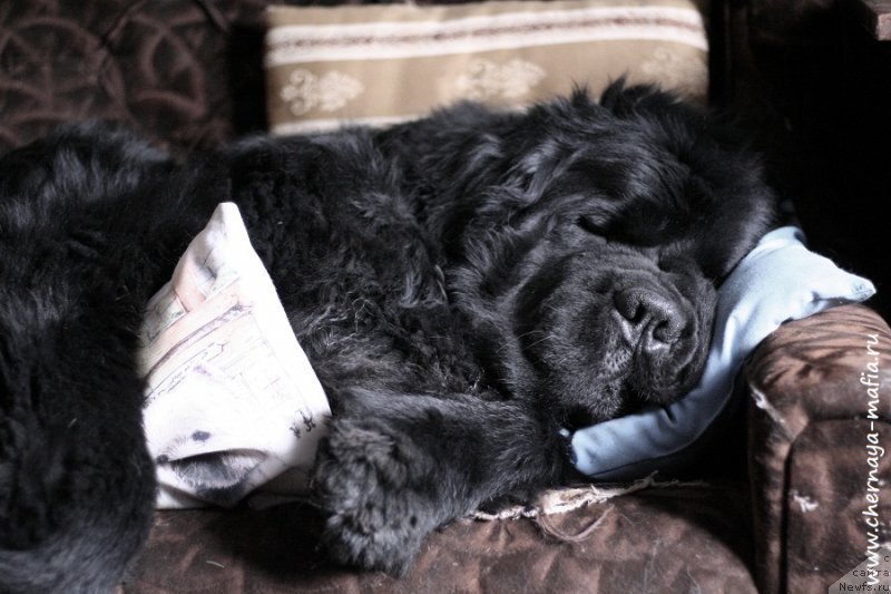 Фото: ньюфаундленд Черная Мафия Муст Хаве (Chernaya Mafia Must Have)