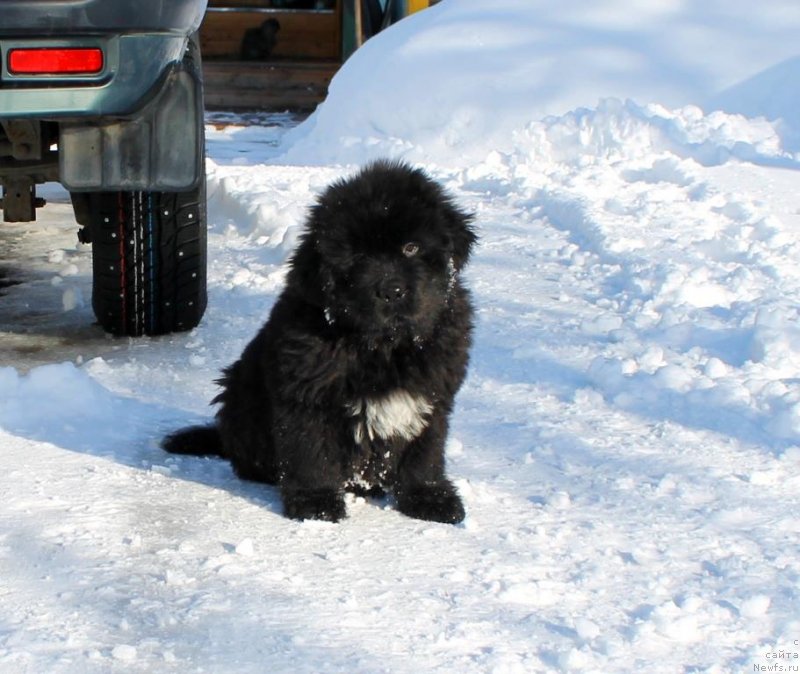 Фото: ньюфаундленд Зевс от Карельских Медведей