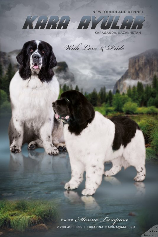 Фото: ньюфаундленд Кара Аюлар Болто (Kara Aular Bolto), ньюфаундленд Ница для Кара Аюлар из Тихого Омута (Nica Dlja Kara Ayular iz Tihogo Omuta)
