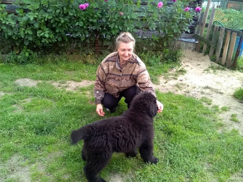 Фото: ньюфаундленд Нао Дель Трато Джонни Деп