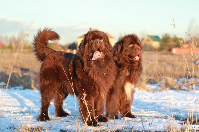 Фото: ньюфаундленд Браунблад МСК Ларчи Ардон (Brownblood MSK Larchie Ardon), ньюфаундленд Браунблад МСК Абрамс-Стронг (Brownblood MSK Abrams-Strong)