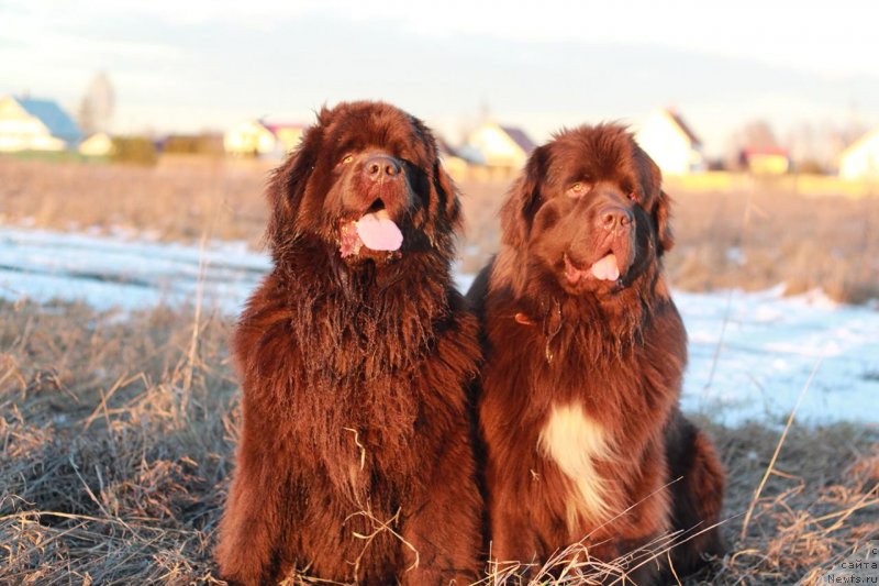 Фотография № 242117