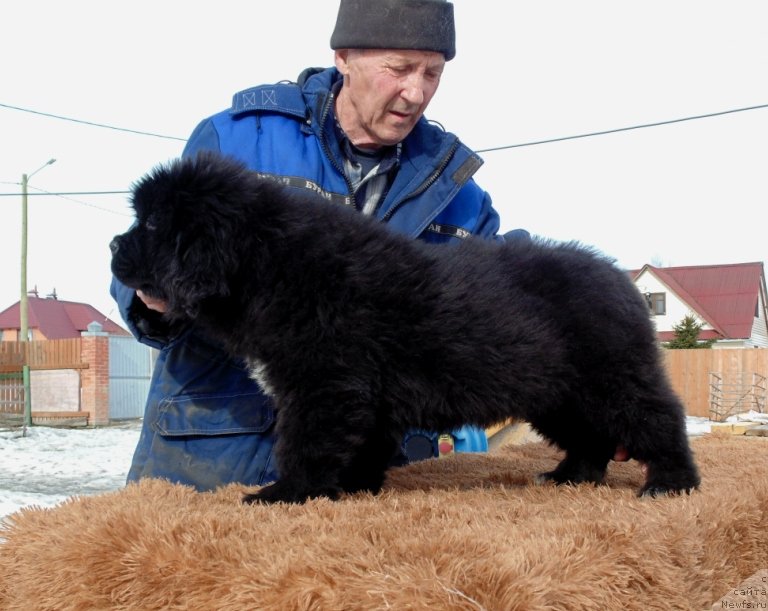 Фото: ньюфаундленд Зита от Карельских Медведей