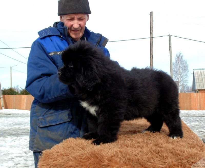 Фото: ньюфаундленд Зита от Карельских Медведей
