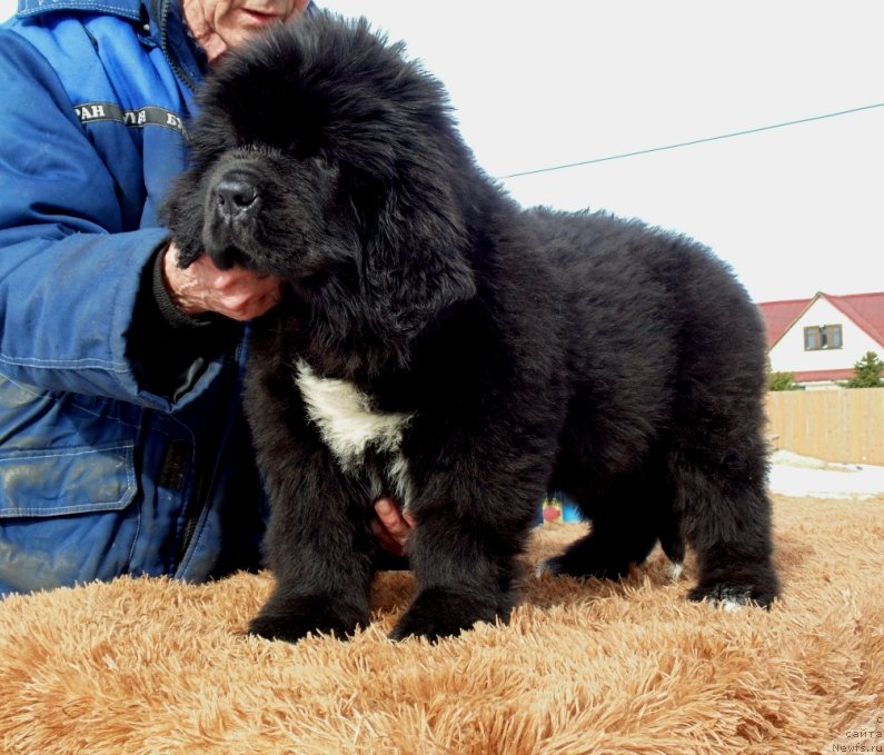 Фото: ньюфаундленд Зита от Карельских Медведей