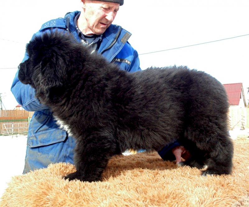 Фото: ньюфаундленд Зита от Карельских Медведей