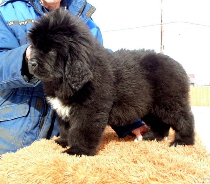 Фото: ньюфаундленд Зита от Карельских Медведей