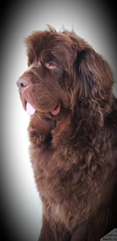 Фото: ньюфаундленд Фанньюф Анатолия