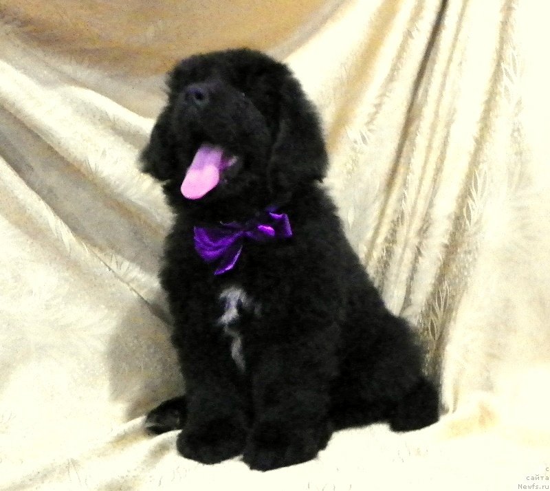 Фото: ньюфаундленд Май Френд Ньюфи Лавендэ Палм (May Frend Newfy Lavender Palm)