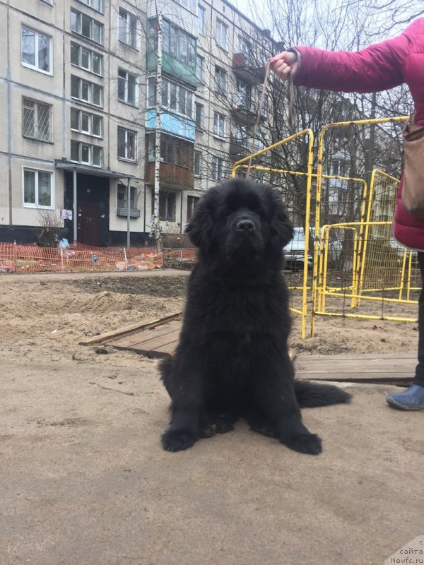 Фото: ньюфаундленд Смигар Глейд Спринг (Smigar Glade Spring)