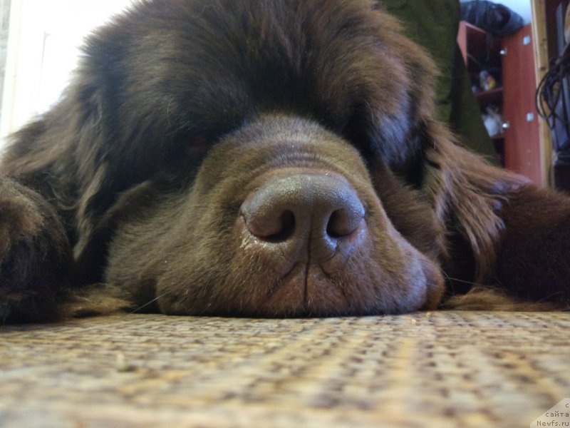 Фото: ньюфаундленд Браунблад МСК Абрамс-Стронг (Brownblood MSK Abrams-Strong)