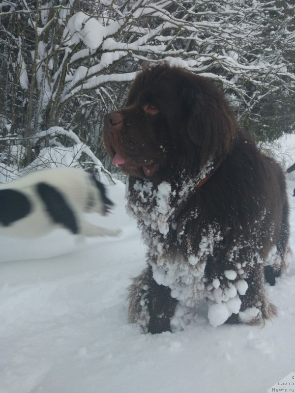 Фото: ньюфаундленд Браунблад МСК Абрамс-Стронг (Brownblood MSK Abrams-Strong)