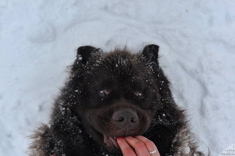 Фотография № 242152