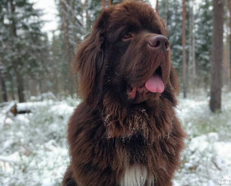 Фотография № 242153