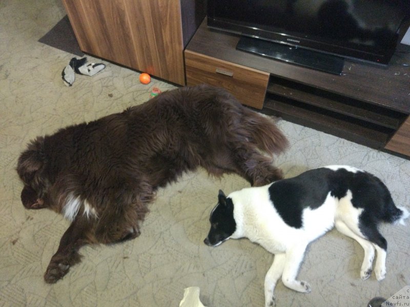 Фото: ньюфаундленд Браунблад МСК Абрамс-Стронг (Brownblood MSK Abrams-Strong), РЕЛ Фортис