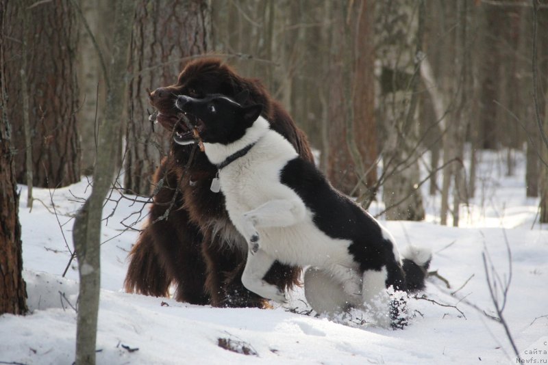 Фотография № 242156