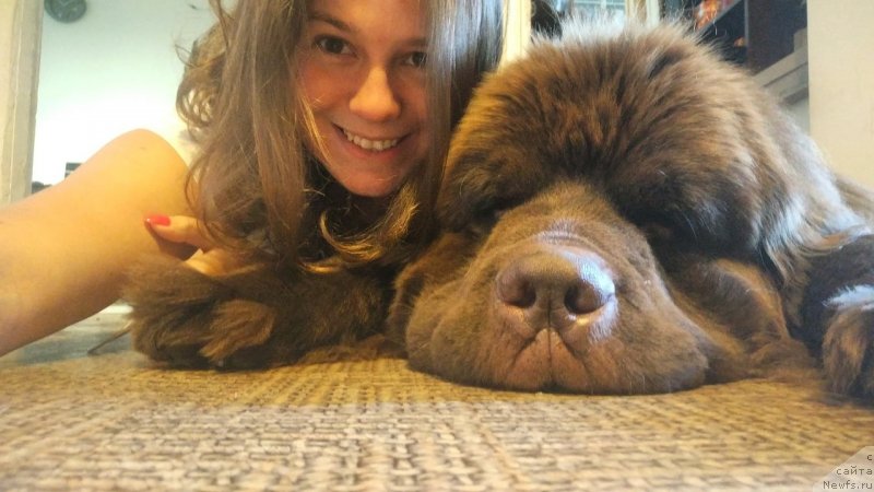 Фото: ньюфаундленд Браунблад МСК Абрамс-Стронг (Brownblood MSK Abrams-Strong), Екатерина Бабаджанянц