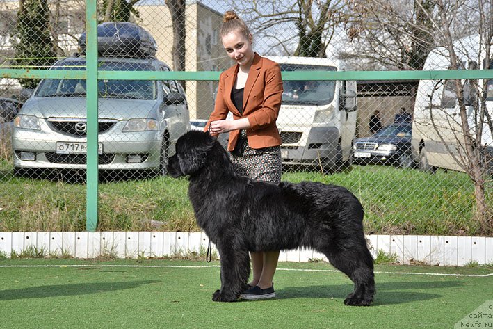 Фото: ньюфаундленд Облигация с Берега Дона (Obligatsiya s Berega Dona)