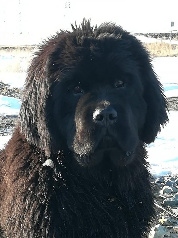 Фото: ньюфаундленд Госпожа Удача из Замка Мелвин (Gospozha Udacha iz Zamka Melvin)