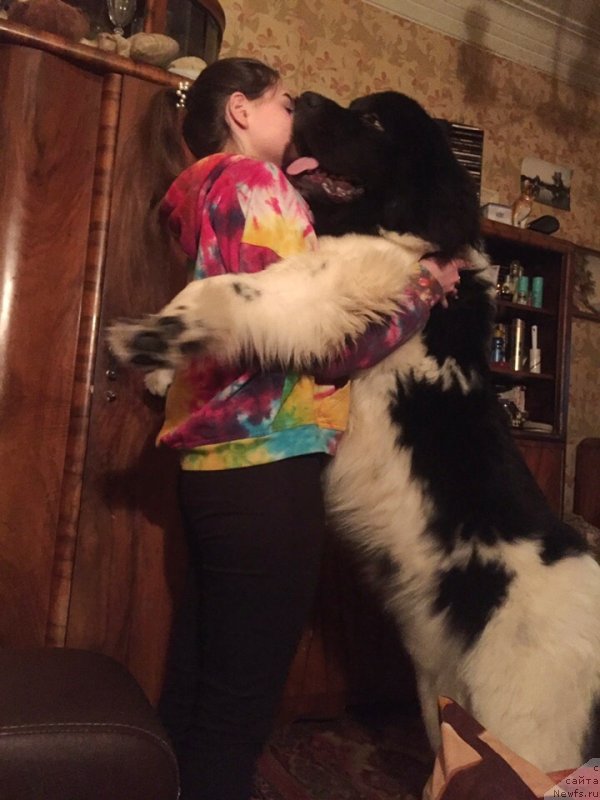 Фото: ньюфаундленд Десантник от Карельских Медведей