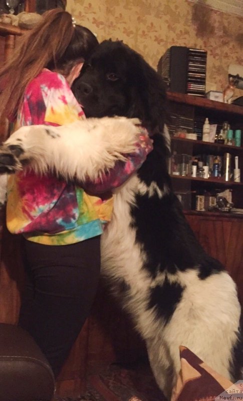 Фото: ньюфаундленд Десантник от Карельских Медведей