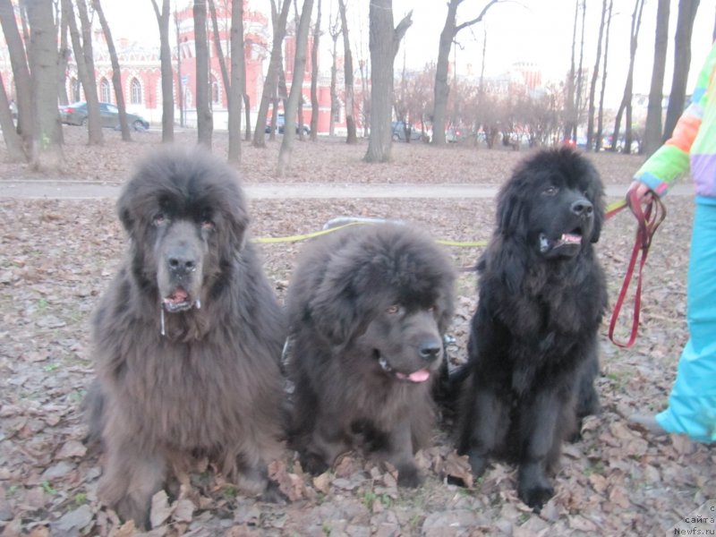 Фотография № 242199