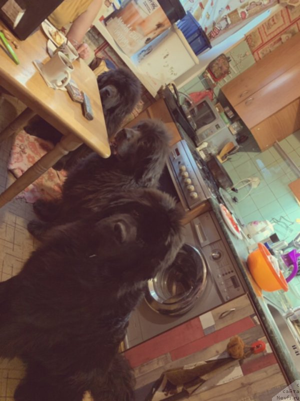 Фотография № 242202