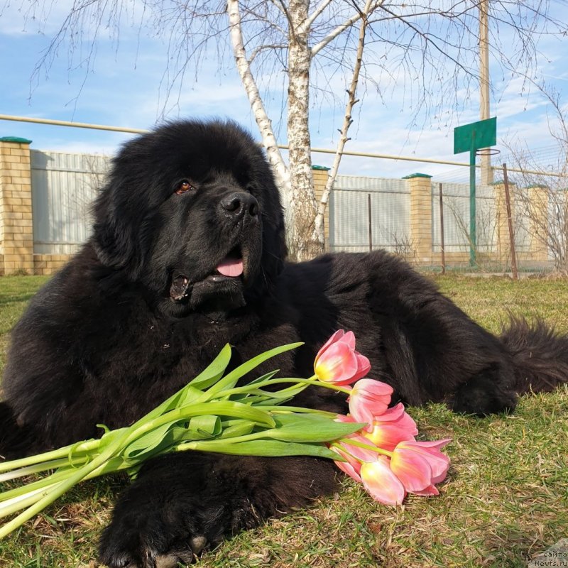 Фото: ньюфаундленд Акватория Келвин Навигатор (Aquatoriya Kelvin Navigator)