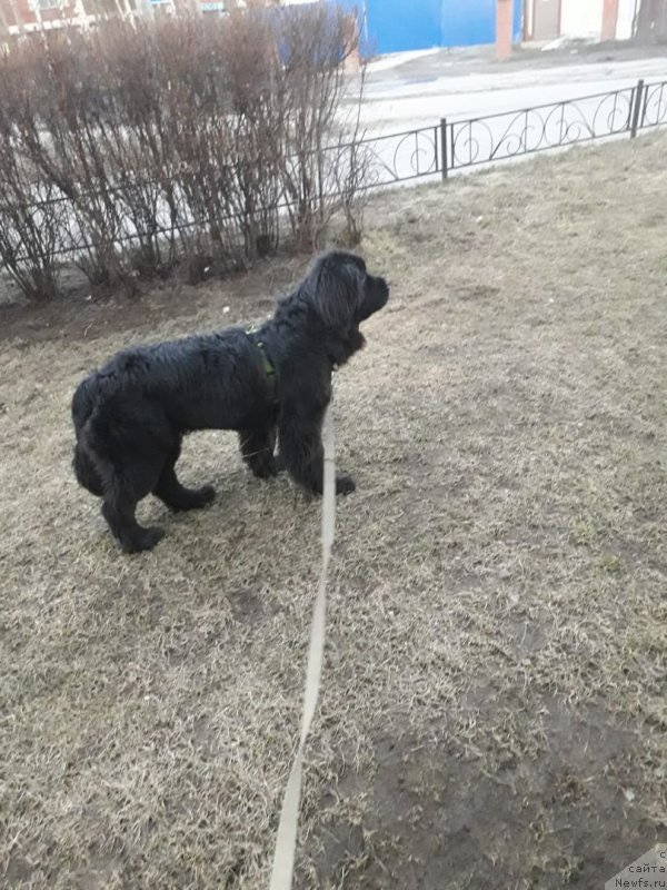 Фото: ньюфаундленд Смигар Голливуд Смайл