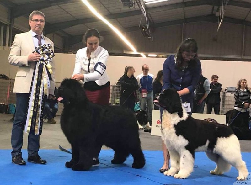 Фото: Oukaya Forever Nothing Happens By Chance, ньюфаундленд Аквиан Сонг Хевен Сент ат Оукая Форевер