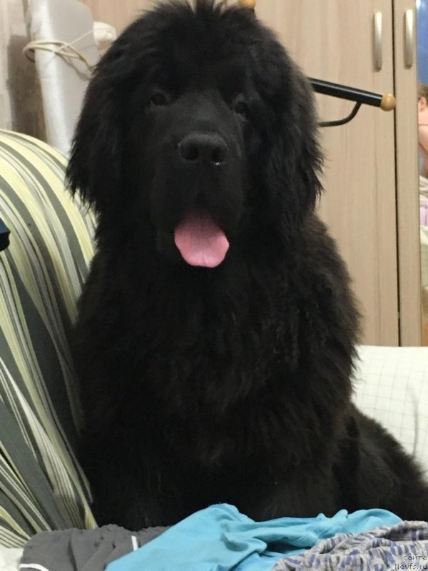 Фото: ньюфаундленд Смигар Грин Брук