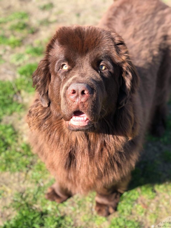 Фото: ньюфаундленд Обуш Шед Илдсаламандер (Obush Shed Ilsalamander)