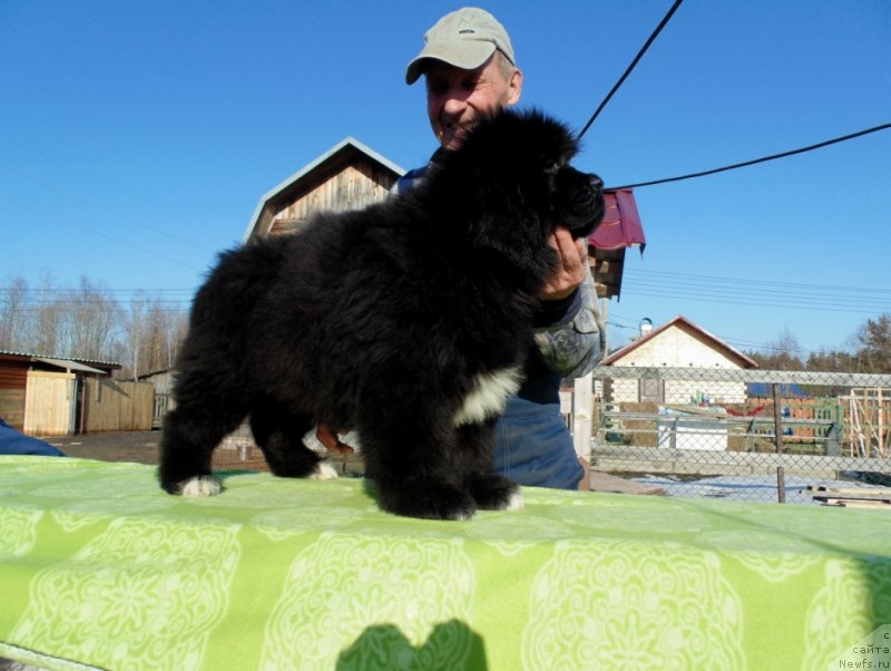 Фото: ньюфаундленд Злата от Карельских Медведей