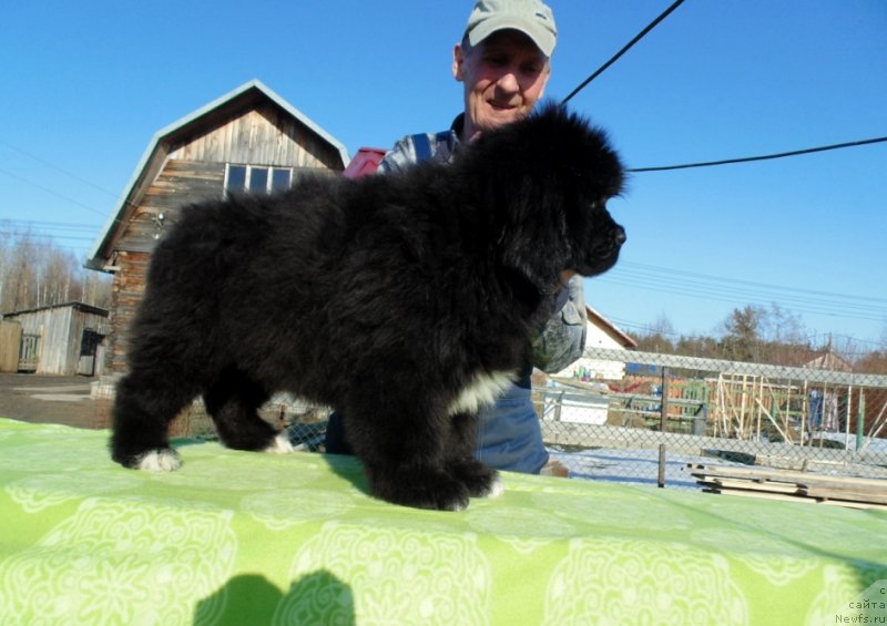 Фото: ньюфаундленд Злата от Карельских Медведей