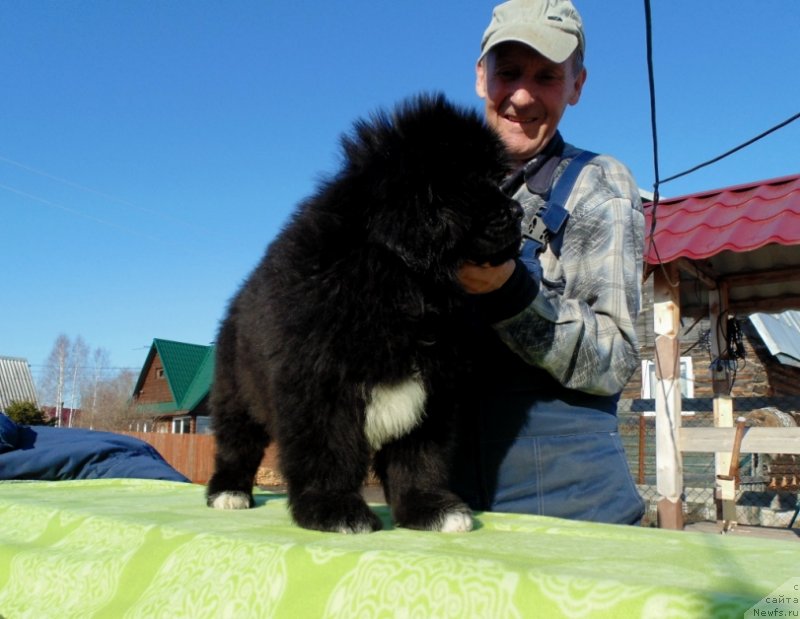Фото: ньюфаундленд Злата от Карельских Медведей