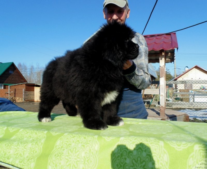 Фото: ньюфаундленд Злата от Карельских Медведей