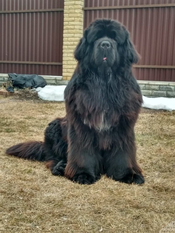 Фото: ньюфаундленд Перун из Антаграда (Perun is Antagrada)