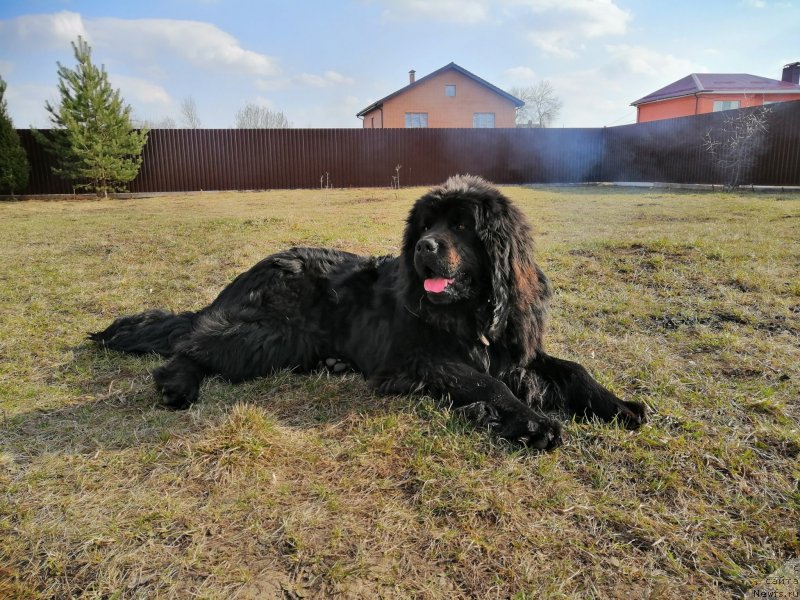 Фото: ньюфаундленд Яхонт Заветный Талисман