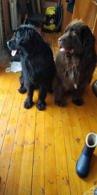 Фото: ньюфаундленд Янира Черная Жемчужина