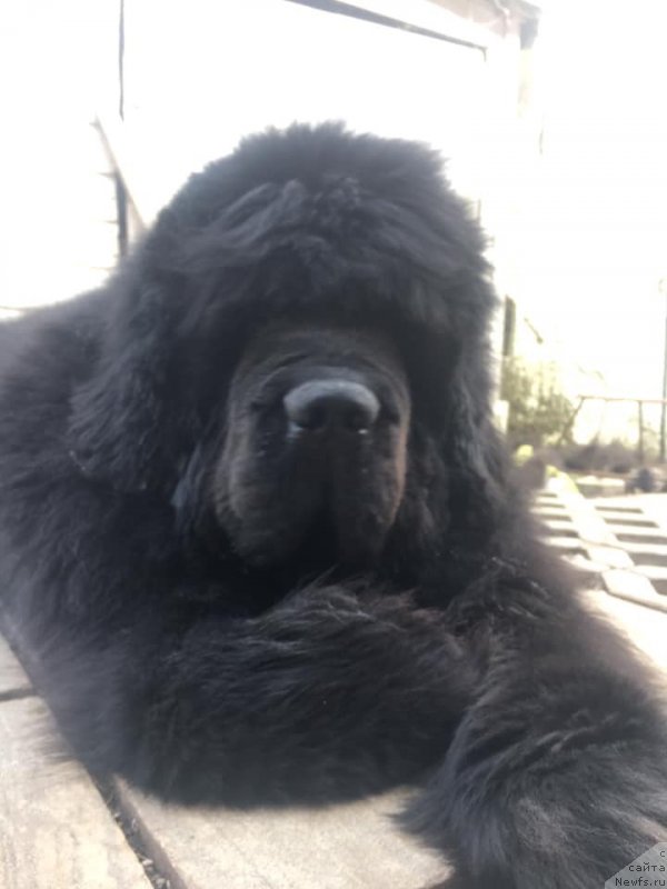 Фотография № 242237