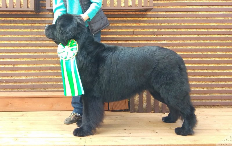 Фото: ньюфаундленд Черный Чанк с Берега Дона (Chernyj Chank s Berega Dona)