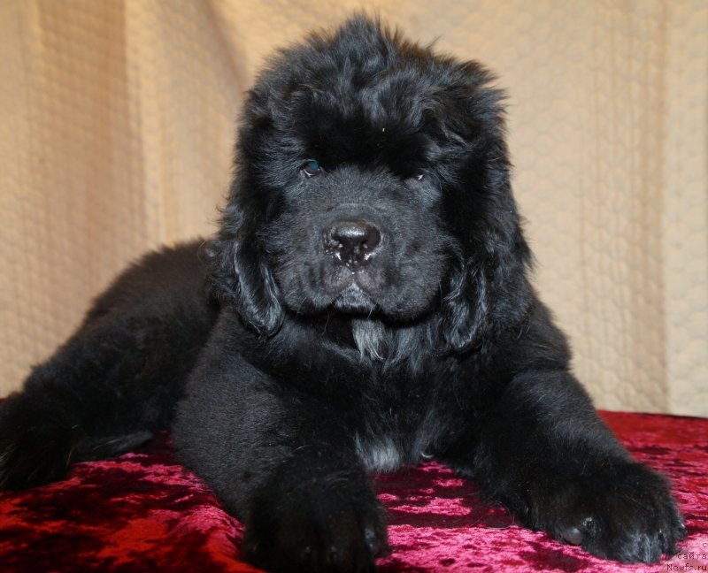 Фото: ньюфаундленд Ураган Любви