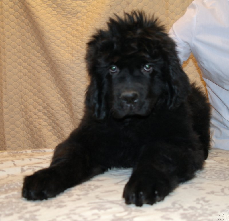 Фото: ньюфаундленд Урман Заповедный