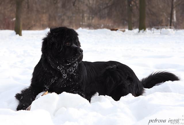 Фото: ньюфаундленд Потап Фелиция (Potap Felicia)