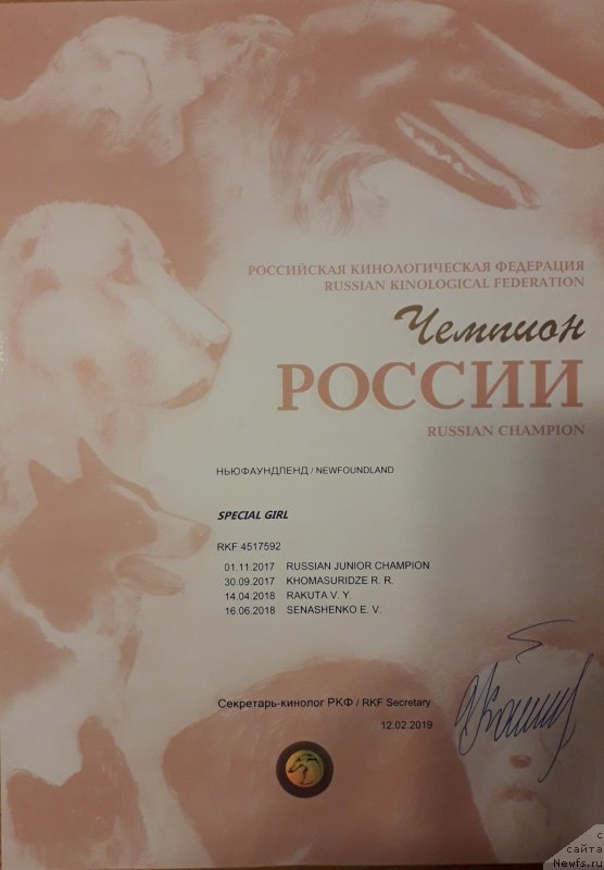 Фото: ньюфаундленд Специал Герл (Special Girl)