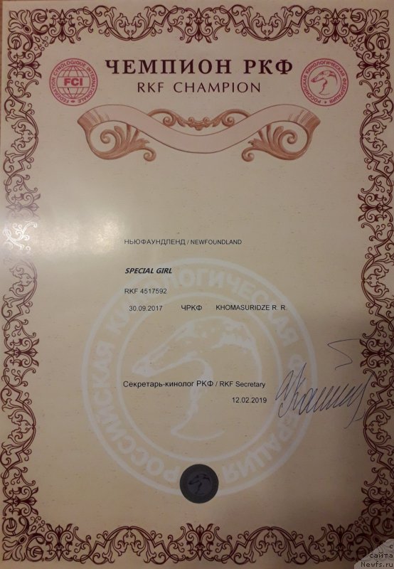 Фото: ньюфаундленд Специал Герл (Special Girl)