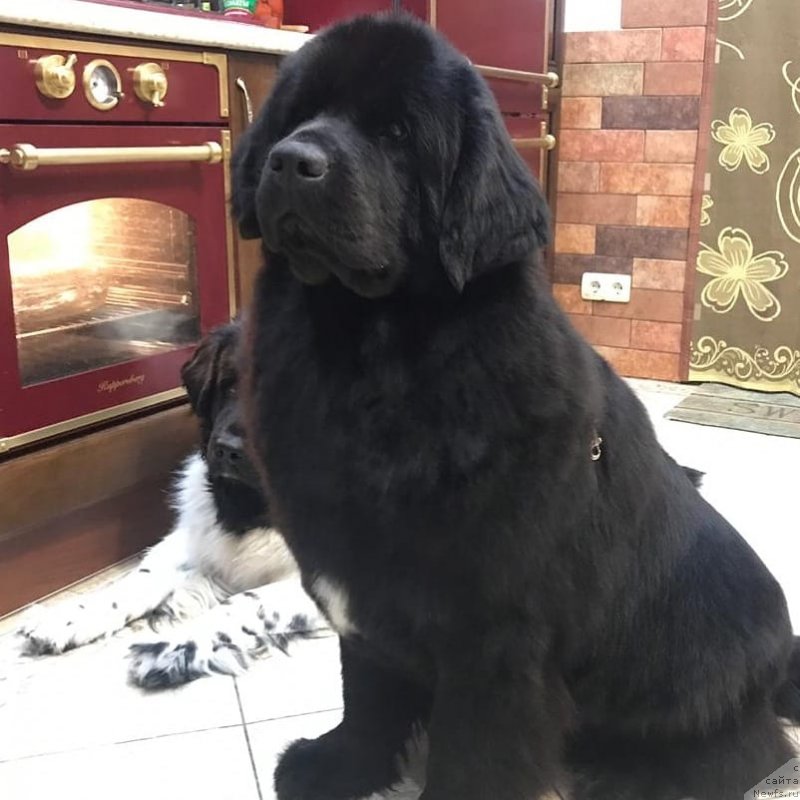 Фотография № 242254