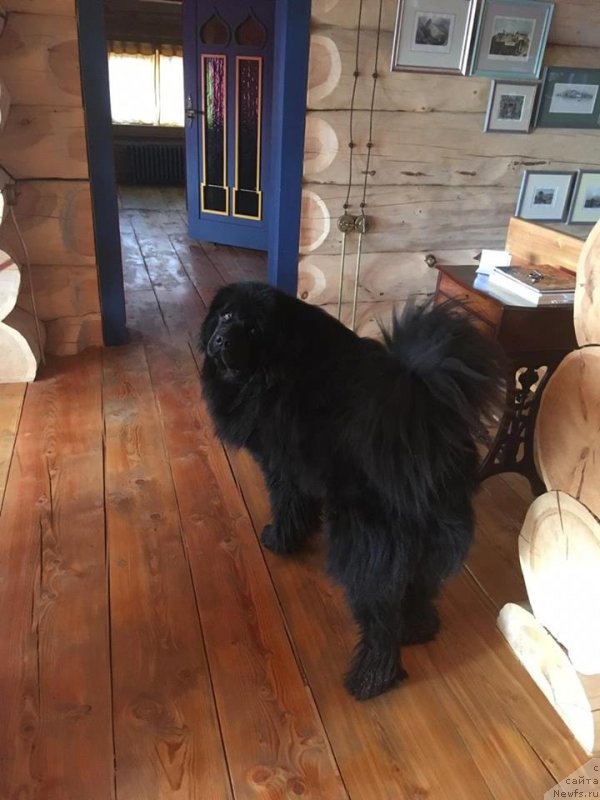 Фотография № 242255