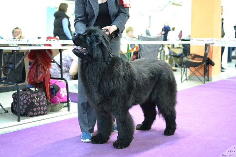 Фотография № 242257