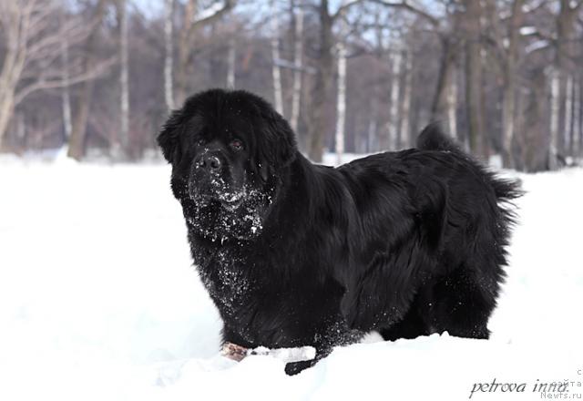 Фото: ньюфаундленд Потап Фелиция (Potap Felicia)